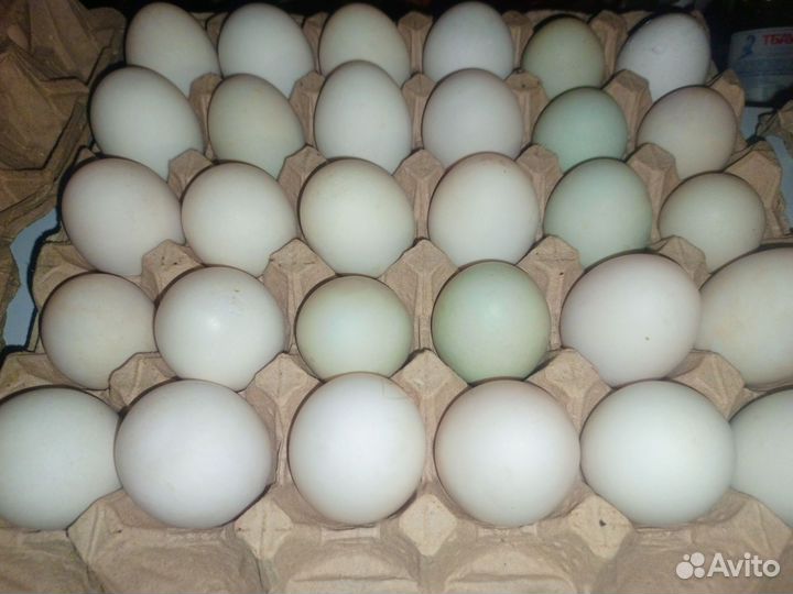 Яйцо домашнее куриное, утиное, цесарок