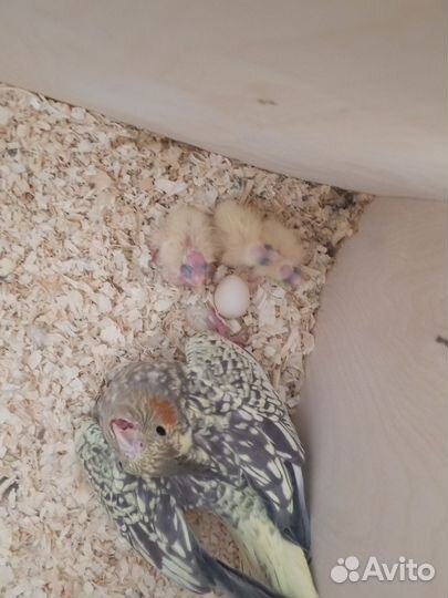 Птенцы корелл (чит. опис )