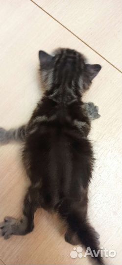 Котята с добрые руки