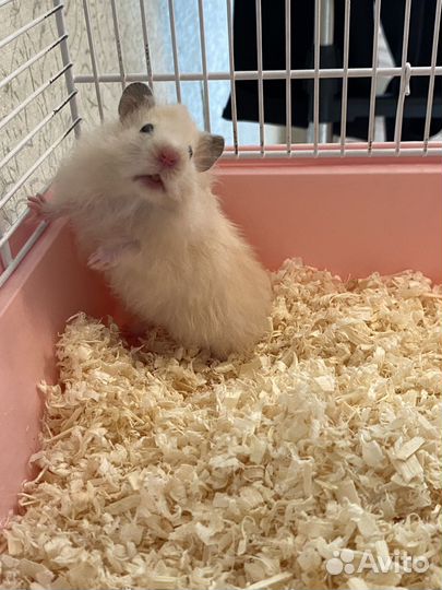 Сирийский хомяк с клеткой