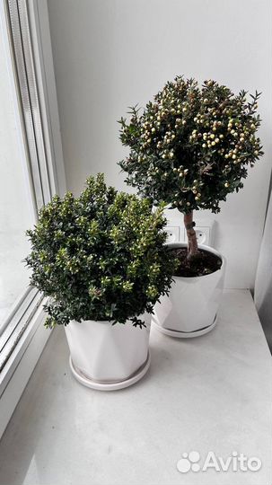 Миртовое дерево, Мирт, подарок, в наличии