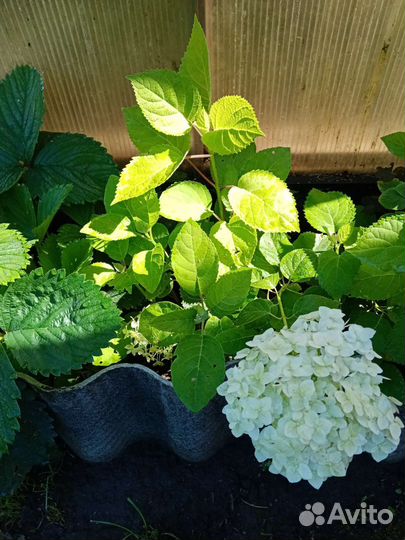 Гортензия древовидная