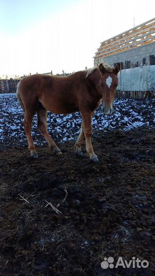 Элитные жеребцы советские тяжеловозы - отьем