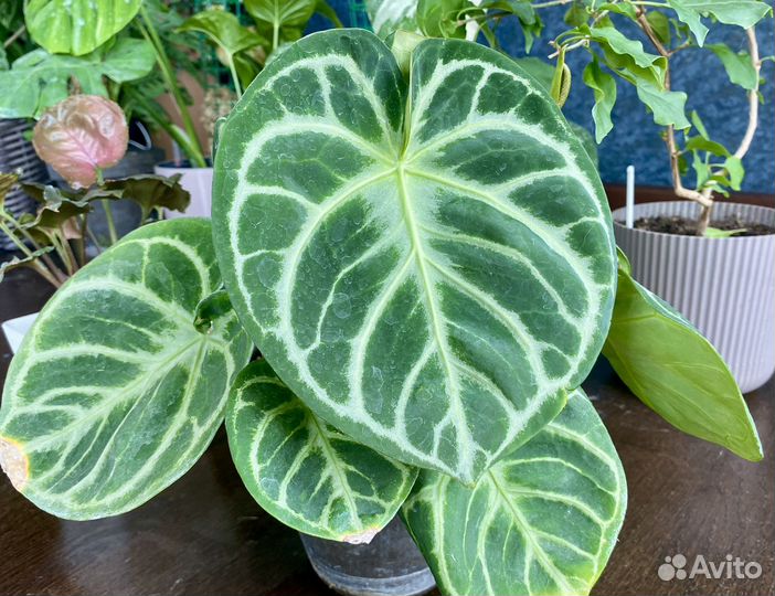 Антуриум Сильвер Блаш (Anthurium Silver Blush)