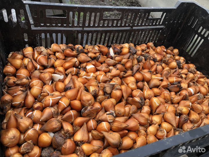 Тюльпаны(луковицы)