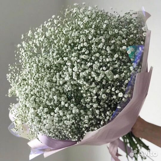 Белая гипсофила