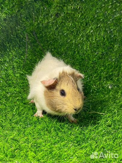 Породистые Морские свинки