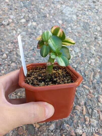 Крассулы древовидные. 5 разных сорта