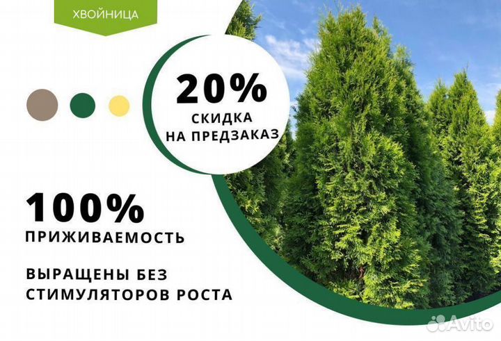 Туи крупномеры Брабант 3,8 м6 м