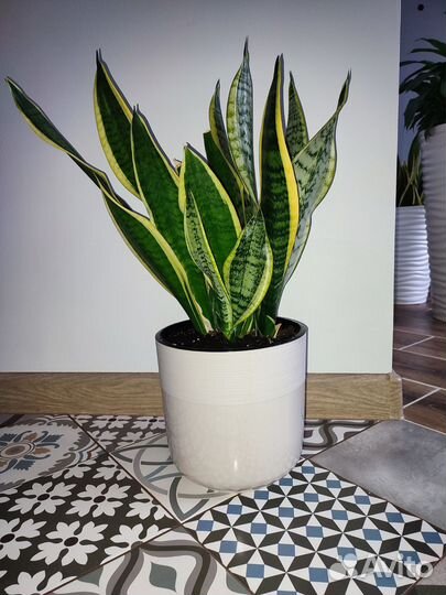 Сансевиерия сортовая