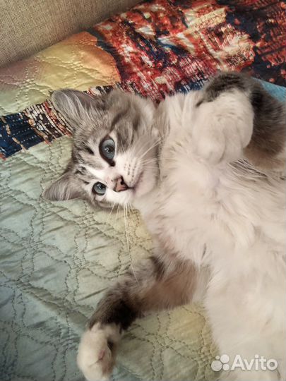 Кошка в дар бесплатно