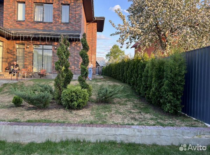 Туя из питомника с доставкой