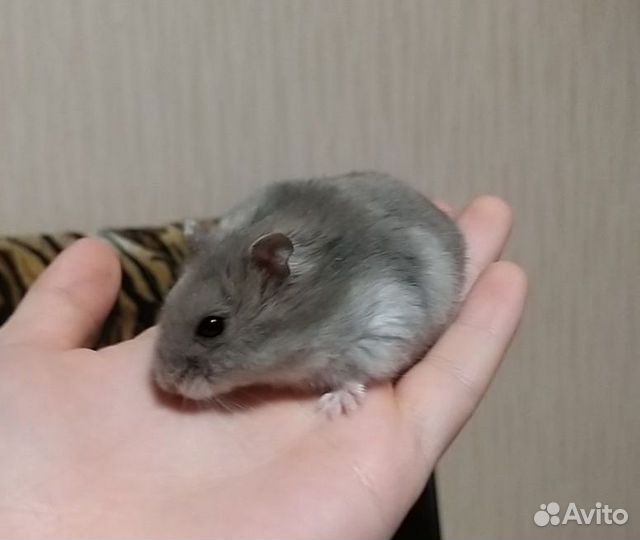 Джунгарский хомяк с клеткой бесплатно