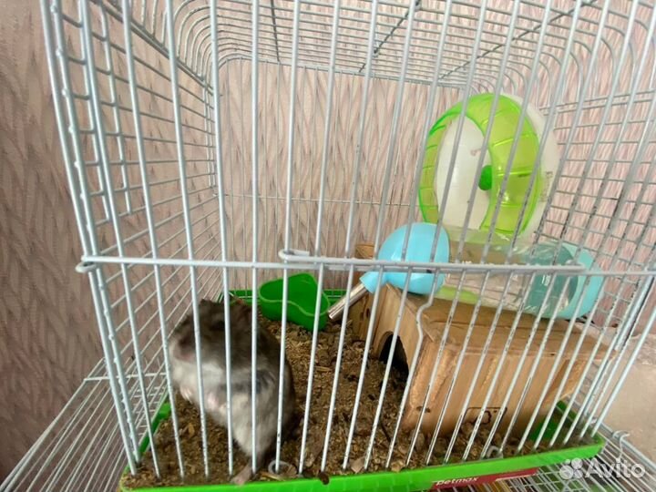 Джунгарские хомячки с клеткой