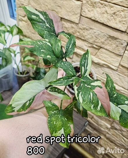 Сциндапсусы, эпипремнумы, сингониумы и др