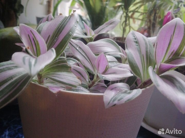 Комнатное растениеТрадесканция