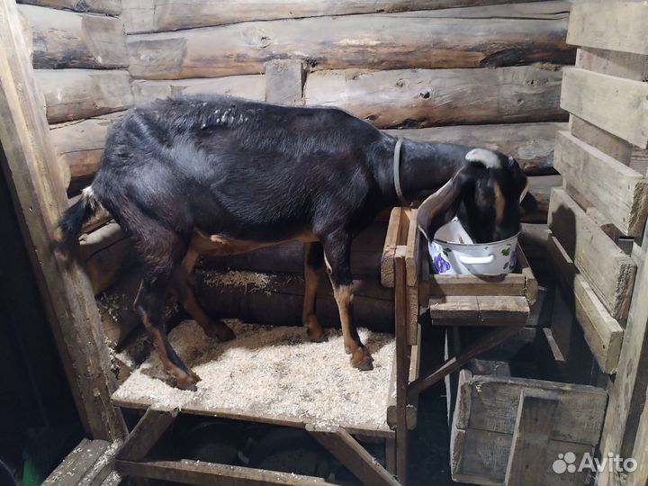 Альпо-нубийские козы