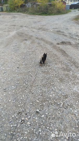 Вязка Чихуахуа кобель, чёрный