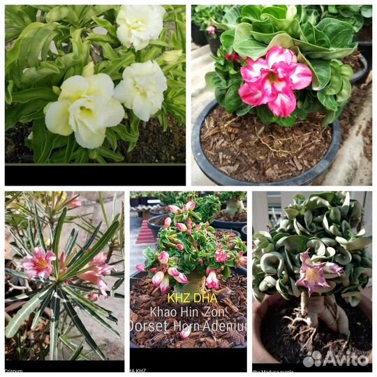 Семена Adenium obesum, arabicum, DHA, mini