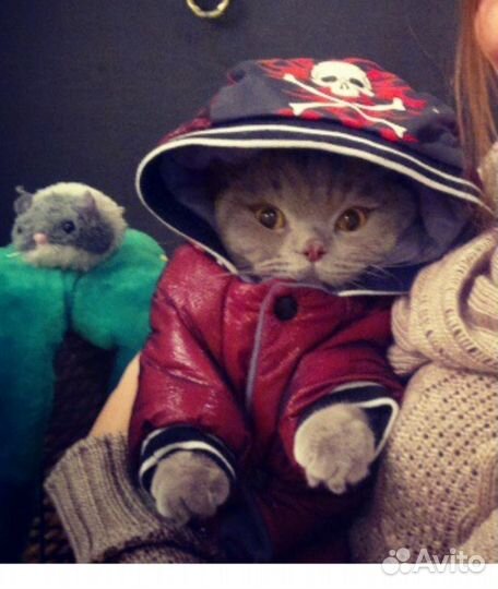 Комбинезон зимний для собак/котов