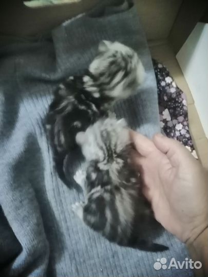 Шотландские котята