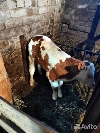 Продам бычка