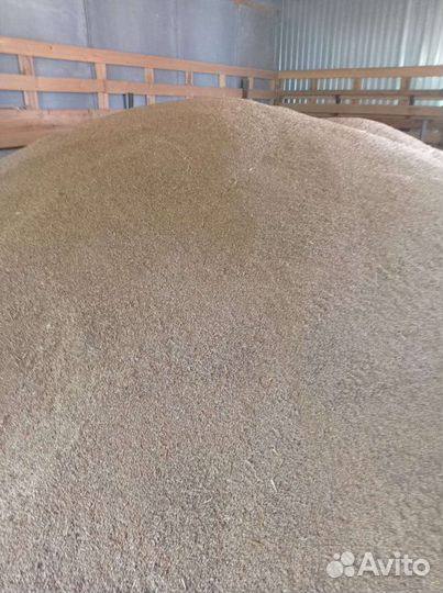 Зерно ячменя