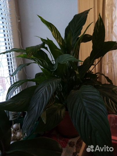 Спатифиллум, Орхидеи