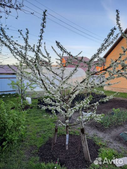 Саженцы груши, алычи; груша, алыча