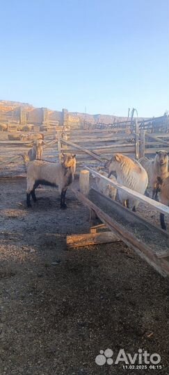 Козы костраты на мясо