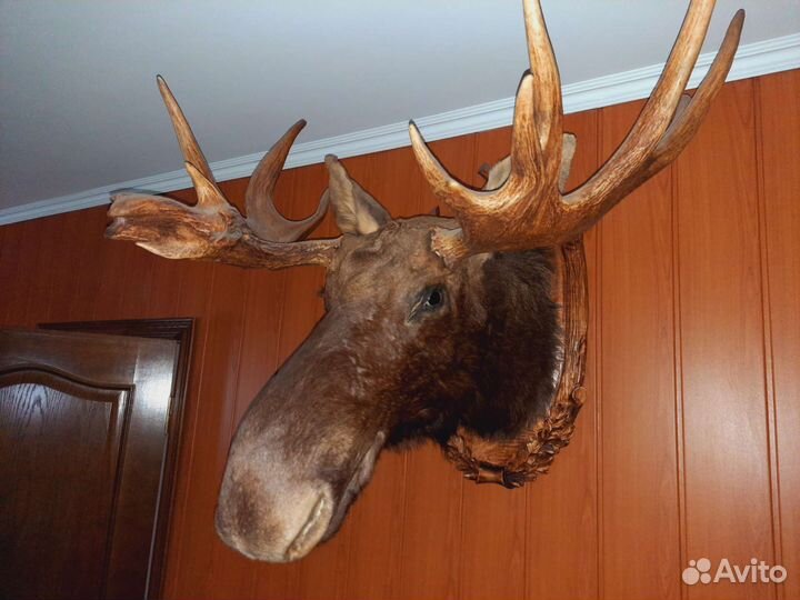 Чучело лося на медальоне