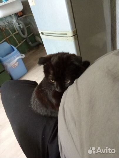 Вислоухий котёнок