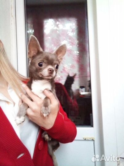 Вязка.Чихуахуа мини лиловые кобели