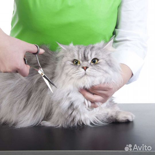 Груминг стрижка кошек и котов в Марьино