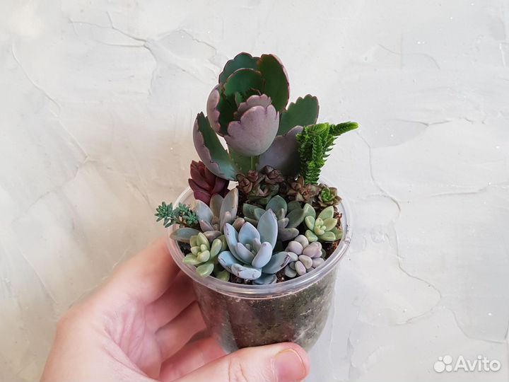 Кактусы и суккуленты. Минисадики