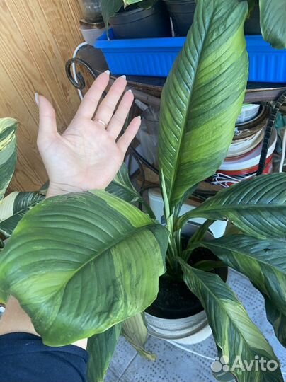 Спатифиллум сенсация вар