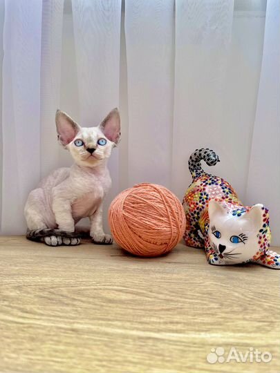 Котята Девон Рекс котики и кошечки