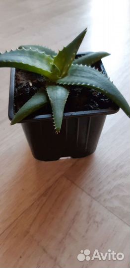 Алоэ Вера 1 год