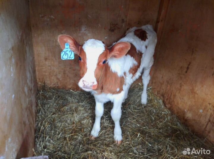 Телята с доставкой и выбором