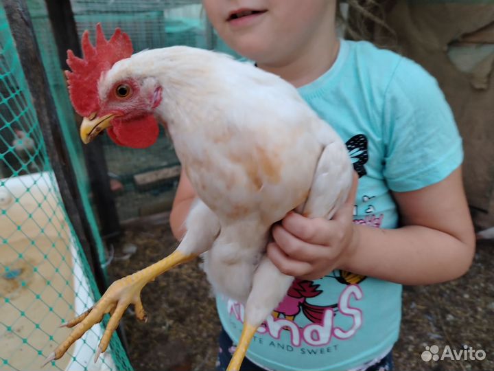 Продам петуха