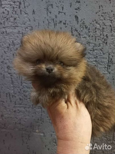 Померанский шпиц мини