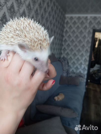 Продам ежа