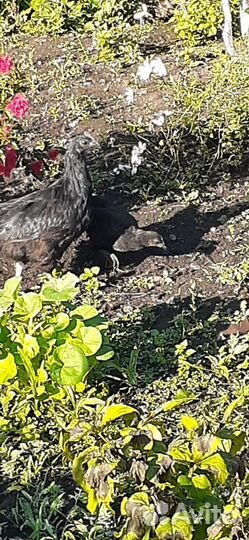 Курицы породы Ухейилюй (Китайские породы)