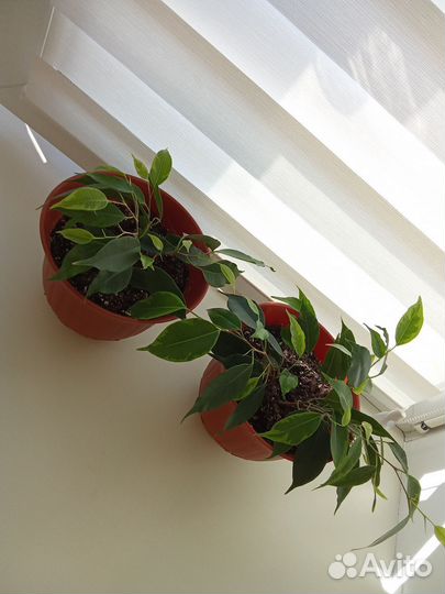 Фикус Бенджамина 