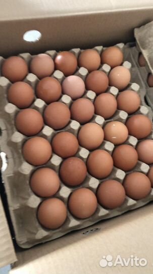 Яйцо куриное