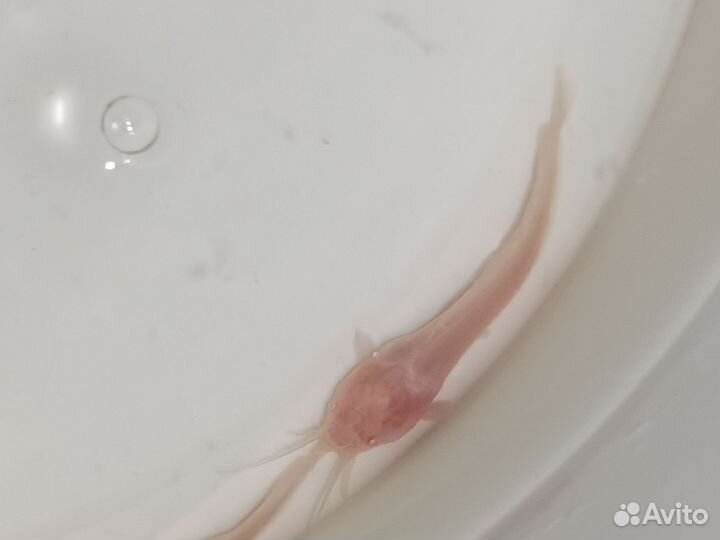 Сомик ангольский клариус albino малыши