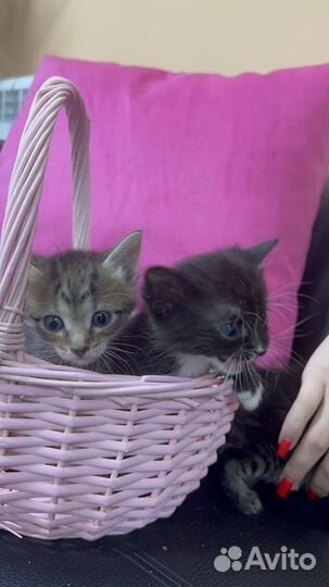 Кошка в дар