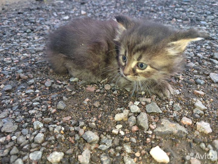 Котята