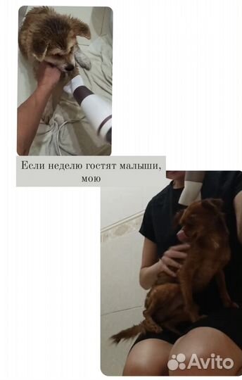 Передержка маленьких собачек, грызуны, попугаи