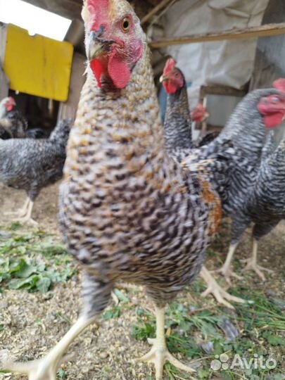 Молодые петушки